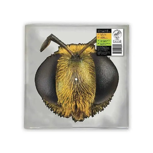 King Gizzard and The Lizard Wizard Big Fig Wasp - RSD 2026 - LTD TO 3.5K COPIES
